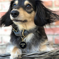 Loyal AF Pet ID Tag