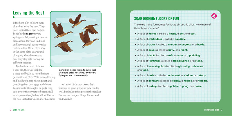 Birds for Kids