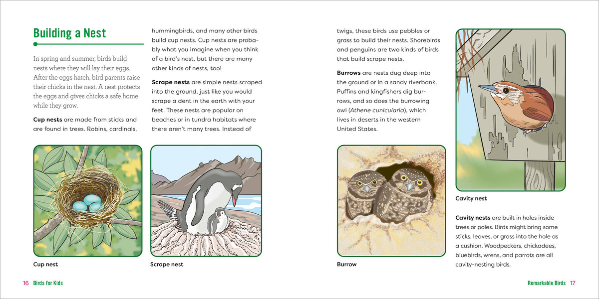 Birds for Kids