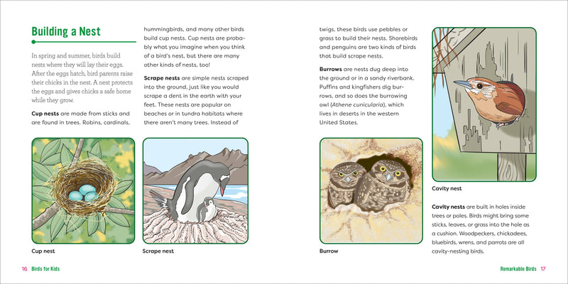 Birds for Kids