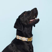 Peaches and Cream Dog Collar: Large in Gold