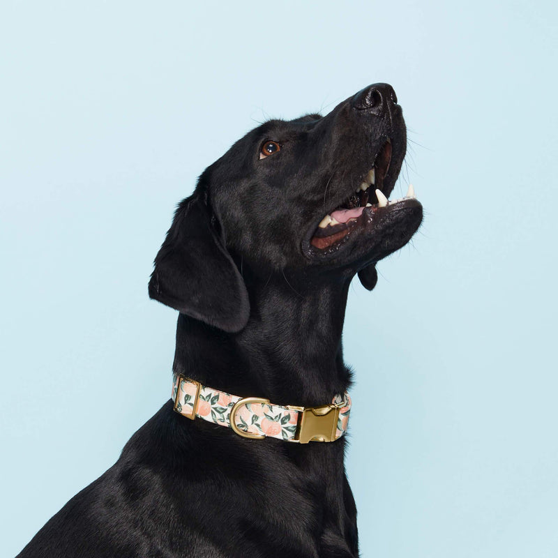 Peaches and Cream Dog Collar: Large in Gold