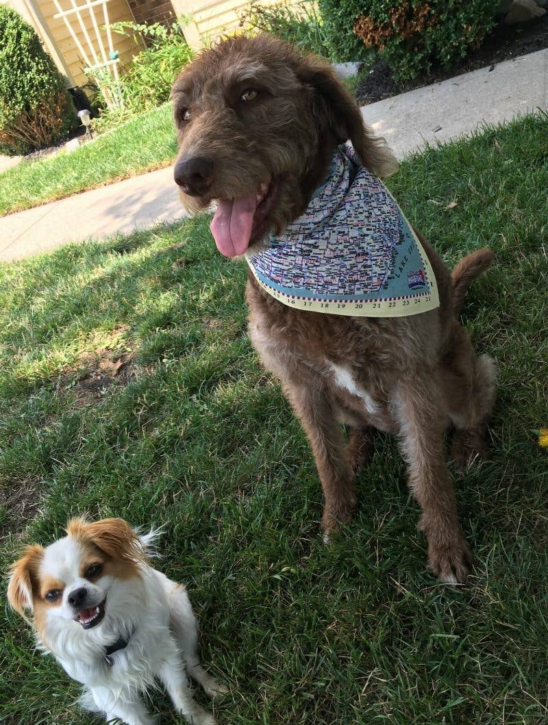Wear This Map - Bandana