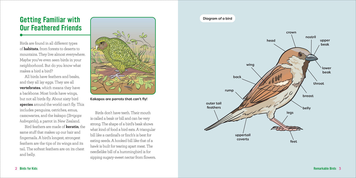 Birds for Kids