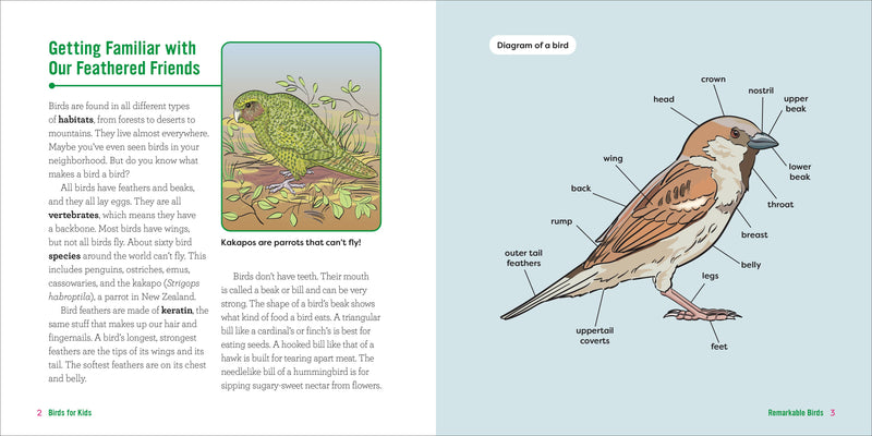 Birds for Kids
