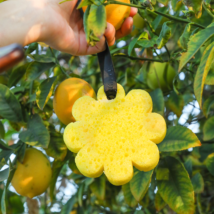Spongelle Soap-Infused Sponge Papaya Yuzu